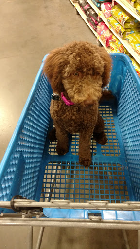 Pet Supply Store «PetSmart», reviews and photos, 1110 Hospitality Dr, Rock Hill, SC 29730, USA