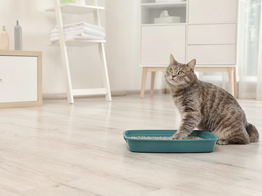 Pet Store «Pet Resources», reviews and photos, 814 Westchester Ave, Bronx, NY 10455, USA