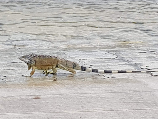 Tour Operator «Fun Center Fort Lauderdale , Tours, Rentals. Segway, Scooter, Jet Ski, Boat, ....», reviews and photos, 1040 Bayview Dr, Fort Lauderdale, FL 33304, USA