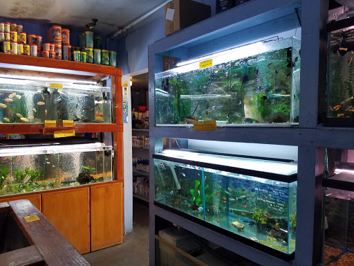 Tropical Fish Store «Rosemead Aquarium», reviews and photos, 9123 Valley Blvd, Rosemead, CA 91770, USA