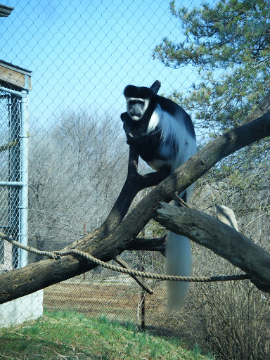 Zoo «Dickerson Park Zoo», reviews and photos, 1401 W Norton Rd, Springfield, MO 65803, USA