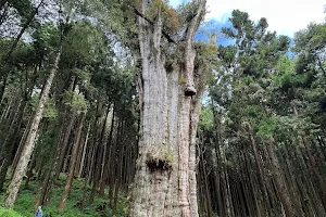 Shuishan Giant Tree image