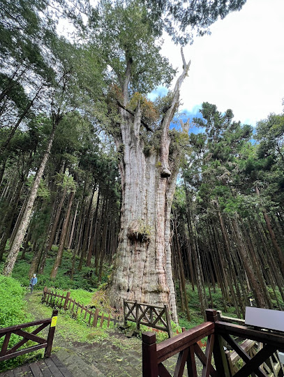 Shuishan Giant Tree
