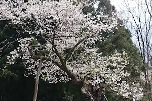 赤坂の薬師桜 image