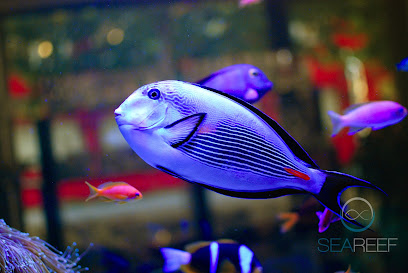 SeaReef| Mořská akvária na míru - realizace a servis