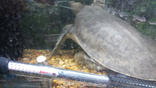 Pet Store «34 Pet Shop», reviews and photos, 3434 W Slauson Ave, Los Angeles, CA 90043, USA