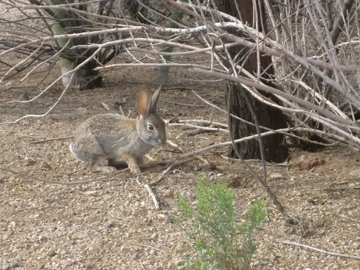 Recreation Center «Red Mountain Center», reviews and photos, 7550 E Adobe Rd, Mesa, AZ 85207, USA