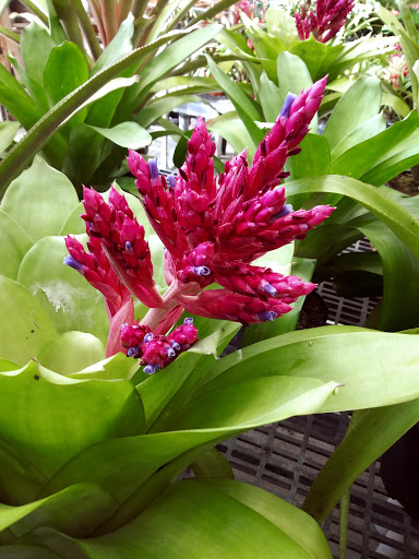 Hardware Store «Proctor Ace Hardware», reviews and photos, 1281 Atlantic Blvd, Neptune Beach, FL 32266, USA