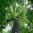 Joyce Kilmer Memorial Forest, Cheoah Ranger District, Nantahala National Forest