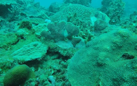 Scuba Cartagena. Escuela de buceo sdi image