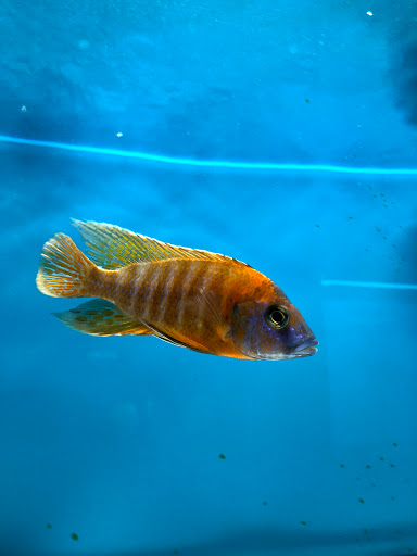 Mississauga Aquarium