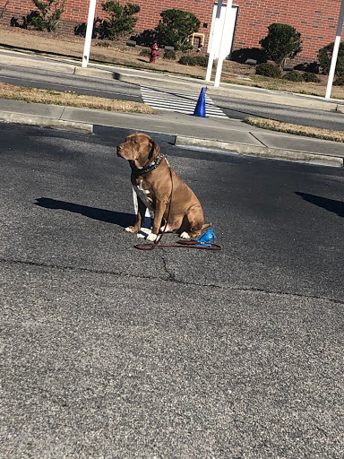 Dog Trainer «K9 Penn Dog Training Services», reviews and photos, 475 Sandy Ln, Surfside Beach, SC 29575, USA