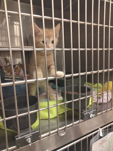 Pet Supply Store «PetSmart», reviews and photos, 1900 W International Speedway Blvd, Daytona Beach, FL 32114, USA