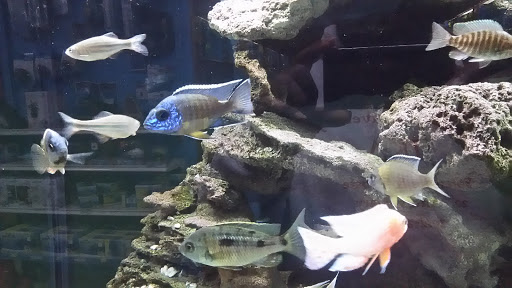 Pet Supply Store «Tropical World Pets», reviews and photos, 8444 Watson Rd, Webster Groves, MO 63119, USA