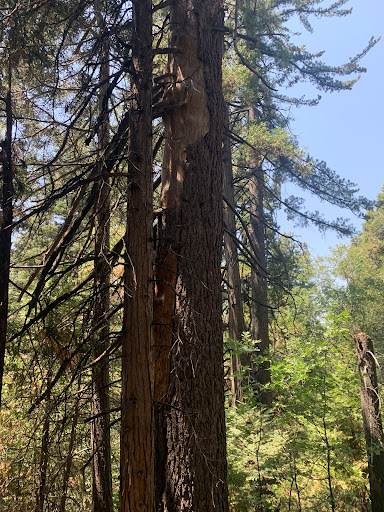 Will Abell Memorial Trail at Arrowhead Ridge