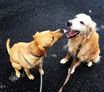 Fuzz Baby Pet Care - Photo 1 - Car repair in , Round Rock