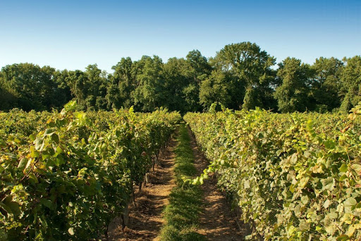 Winery «Turdo Vineyards», reviews and photos, 3911 Bayshore Rd, Cape May, NJ 08204, USA