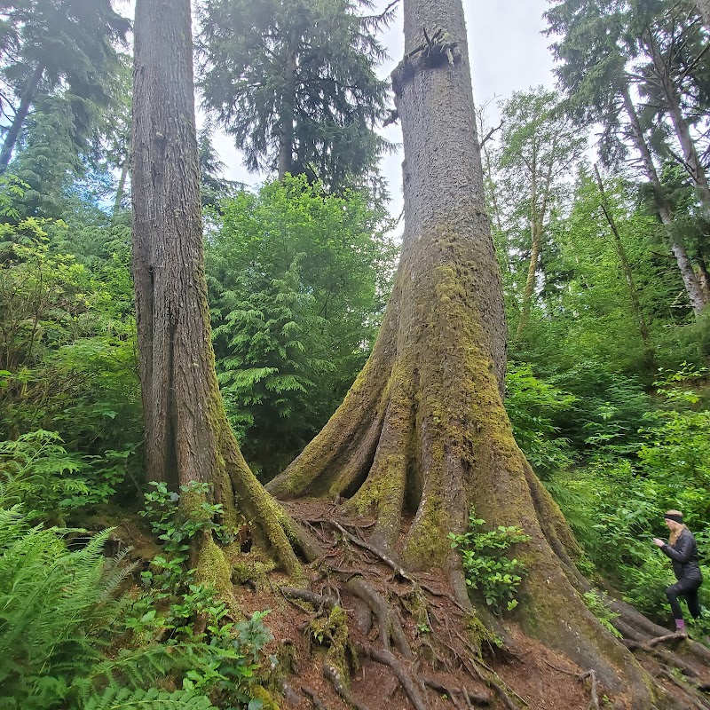 Richard Fenscak Cathedral Tree Trail Trailhead