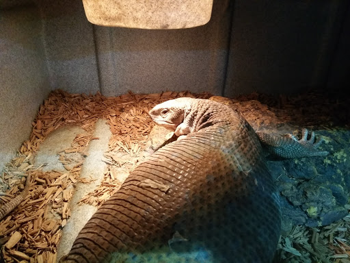 Pet Store «Incredible Pets Inc», reviews and photos, 2255 N Wickham Rd # 102, Melbourne, FL 32935, USA