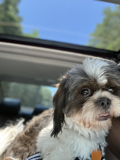 Pet Store «Charm City Puppies», reviews and photos, 8205 Snowden River Pkwy, Columbia, MD 21045, USA