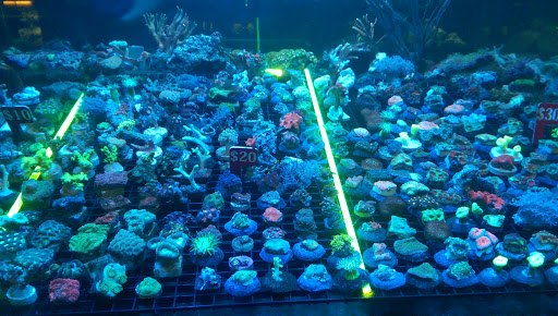 Tropical Fish Store «Aquatic Treasures», reviews and photos, 3211 N Tenaya Way #107, Las Vegas, NV 89129, USA