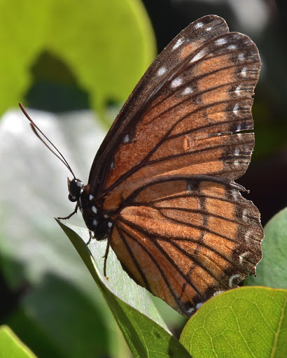 Golf Club «Plantation Preserve Golf Course & Club», reviews and photos, 7050 W Broward Blvd, Plantation, FL 33317, USA