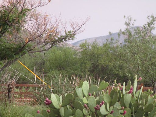 Mobile Home Park «Twin Buttes Mobile Home & RV Court», reviews and photos, 4027 N Twin Buttes Ct, Douglas, AZ 85607, USA