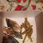 Photo n°3 de l'avis de Maurizio.n fait le 05/02/2021 à 19:47 sur le  Ristorante Dolce e Forte à Montespertoli