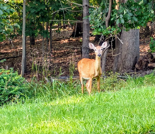 Nature Preserve «Liberty Reservoir», reviews and photos, 5685 Oakland Rd, Eldersburg, MD 21784, USA