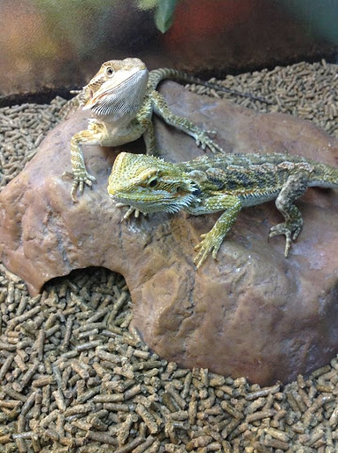 Pet Store «Sierra Fish and Pets», reviews and photos, 601 S Grady Way Suite M, Renton, WA 98057, USA