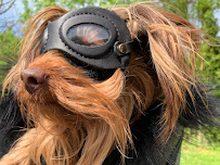 Pups on the Poudre Grooming - Photo 5 - Car repair in Fort Collins, CO, Fort Collins