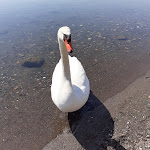 Photo n°4 de l'avis de Julia.e fait le 21/06/2022 à 08:53 sur le  La Vela Caffè à Trevignano Romano