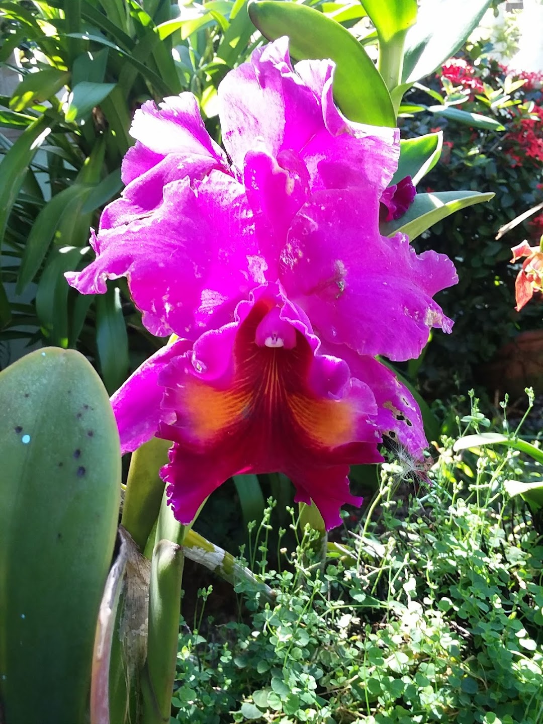 Venta de orquideas Yoly Isabel