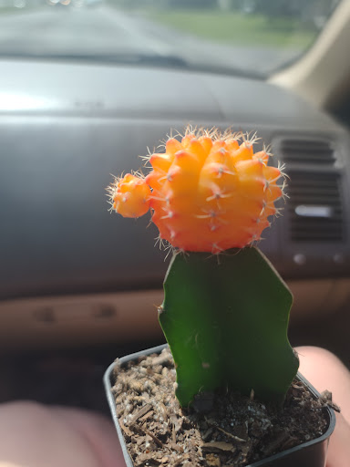 Department Store «Walmart Supercenter», reviews and photos, 6265 Brockport Spencerport Rd, Brockport, NY 14420, USA