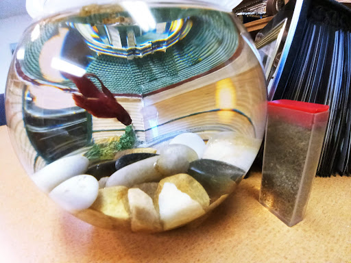 Pet Supply Store «Petco Animal Supplies», reviews and photos, 253 Burgess Rd, Harrisonburg, VA 22801, USA