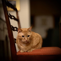 Vermont Critter Sitters - Photo 7 - Car repair in Morrisville, VT, Burlington