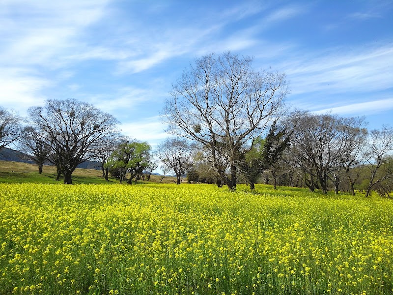 入田河川敷