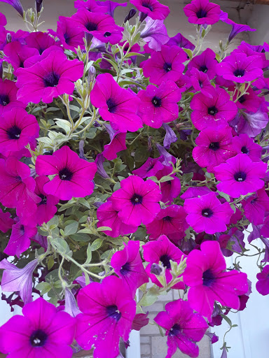 Garden Center «Flowerwood Garden Center Inc», reviews and photos, 7625 US-14, Crystal Lake, IL 60012, USA