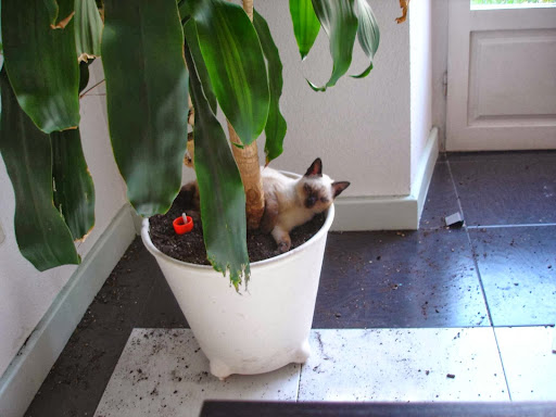 Clínica Veterinaria Andia en Vitoria-Gasteiz