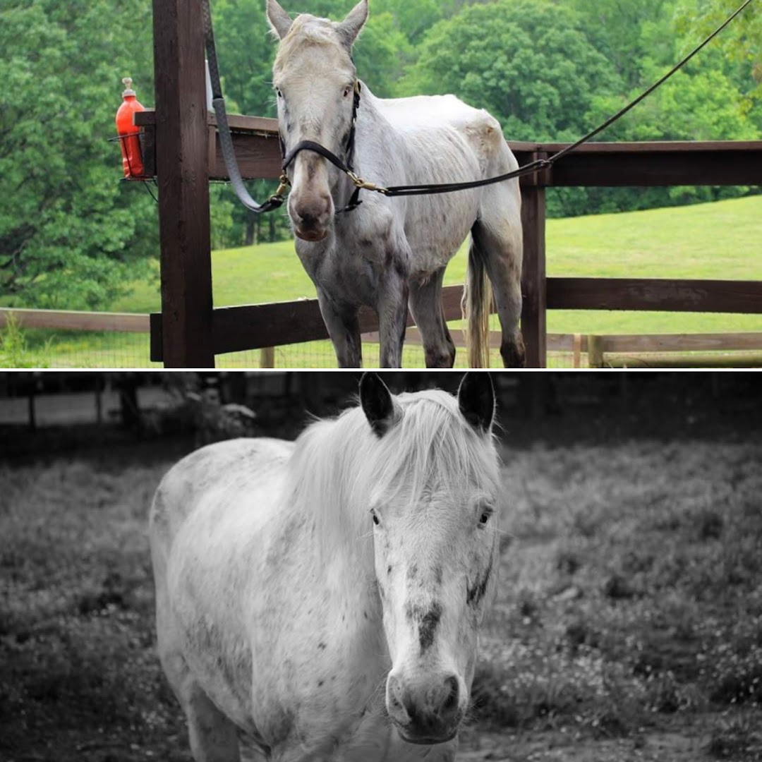 Georgia Draft Horse Rehabilitation and Recovery, Inc.