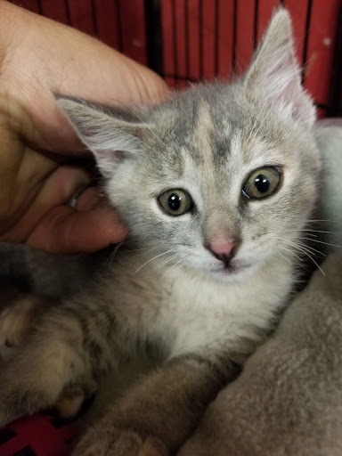 Pet Store «Critter Mart & More», reviews and photos, 3 10th St NW, Watertown, SD 57201, USA