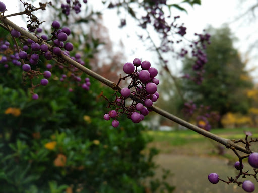 History Museum «Bush House Museum», reviews and photos, 600 Mission St SE, Salem, OR 97302, USA
