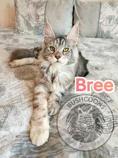Bushcoons Maine Coon Cattery