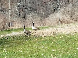 The Friends of Read Wildlife Sanctuary - photo 96
