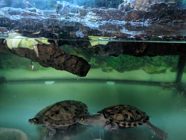 Reviews of Turtle Rescue UK (Durham Branch) in Durham - Association