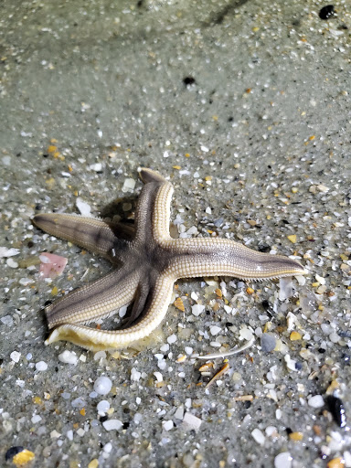 Campground «Pirateland Family Camping Resort», reviews and photos, 5401 S Kings Hwy, Myrtle Beach, SC 29575, USA