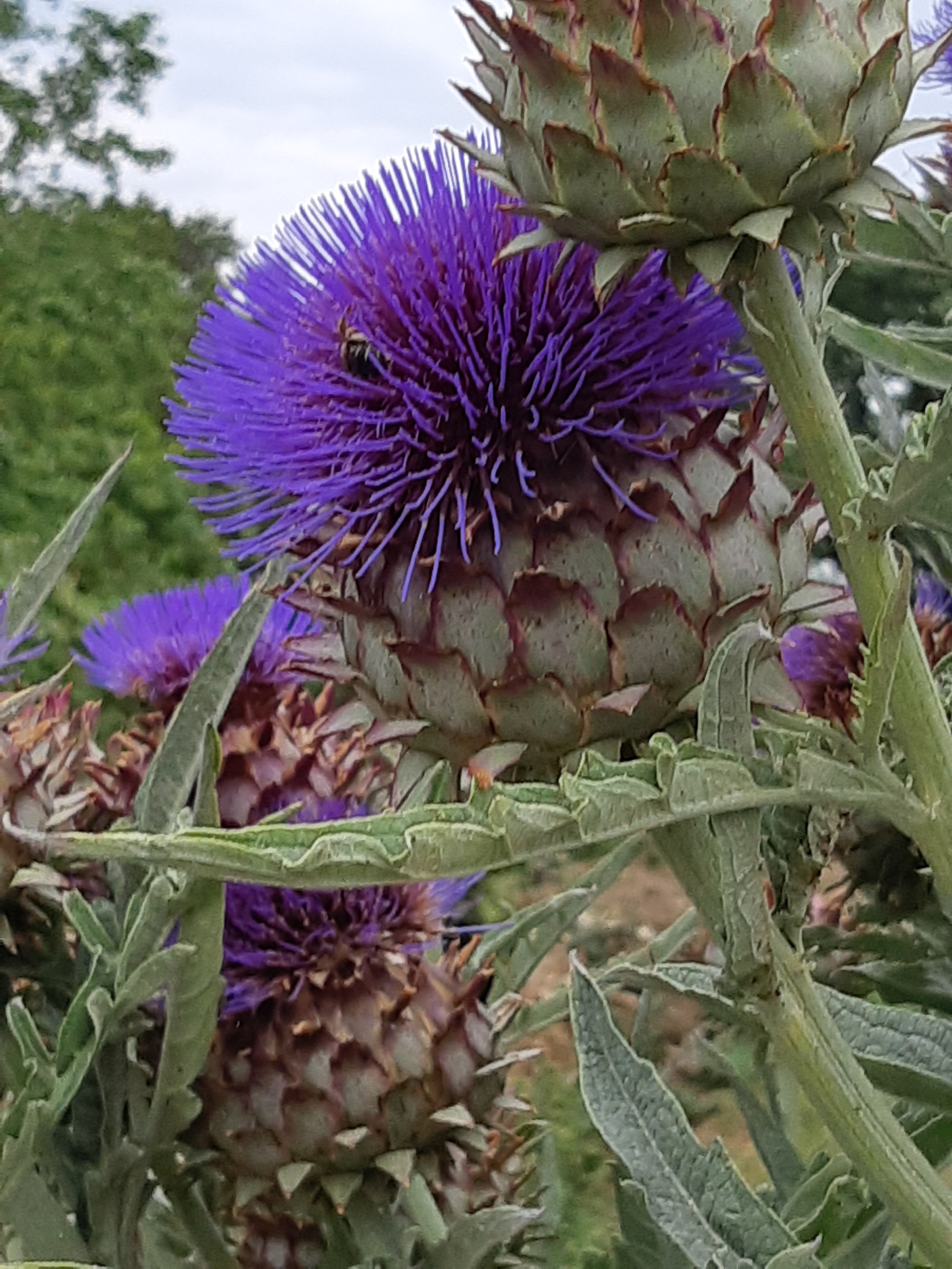 Photo n° 12 de l'avis de Jean-Luc.e fait le 25/07/2019 à 17:52