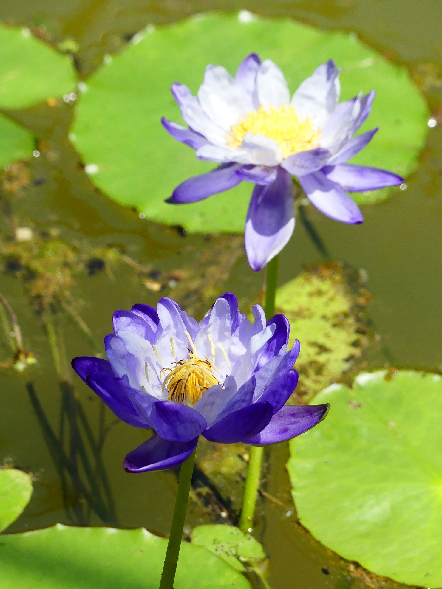 Photo n° 2 de l'avis de Liang.a fait le 10/07/2022 à 11:04