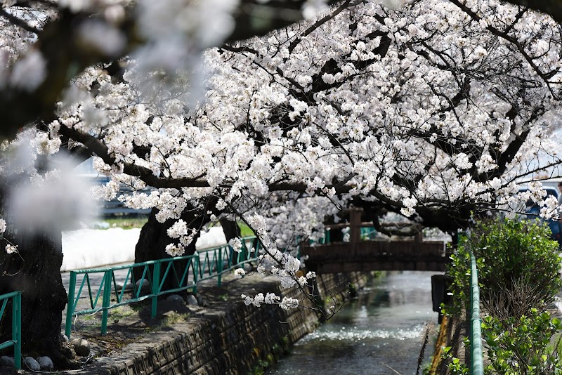 山伏川の桜並木