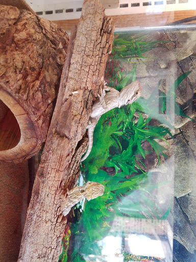 Pet Store «Pet Shop», reviews and photos, 210 W Main St, Sedalia, MO 65301, USA